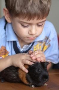 Autismo mascotas y juguetes para el desarrollo de habilidades sociales
