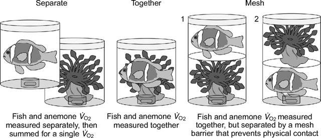 el pez payaso beneficia a la anémona