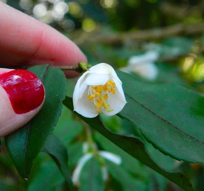 Nos visitan de Alemania, Suiza y Luxemburgo.