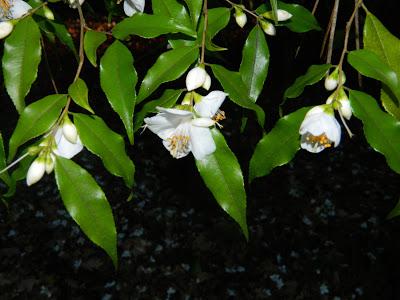Nos visitan de Alemania, Suiza y Luxemburgo.