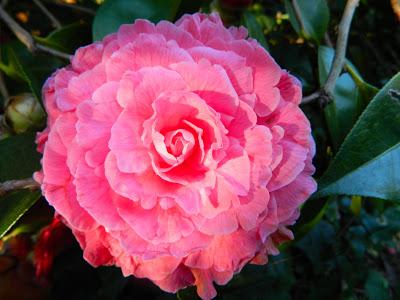 Nos visitan de Alemania, Suiza y Luxemburgo.