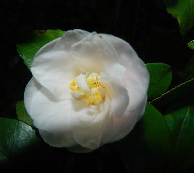 Nos visitan de Alemania, Suiza y Luxemburgo.