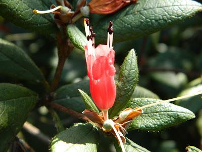 Nos visitan de Alemania, Suiza y Luxemburgo.