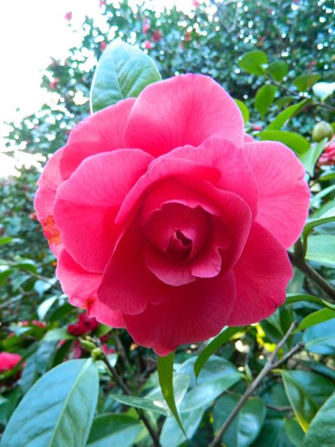 Nos visitan de Alemania, Suiza y Luxemburgo.