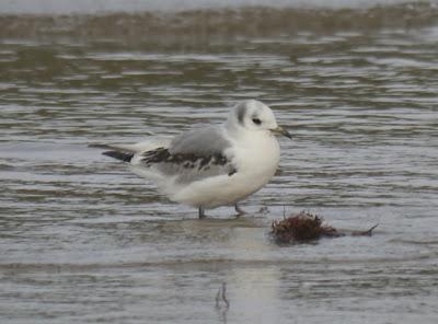 Gaviota tridáctila sedimentada