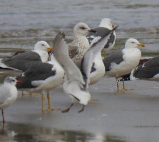 Gaviota tridáctila sedimentada