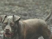 Últimos días puesto este