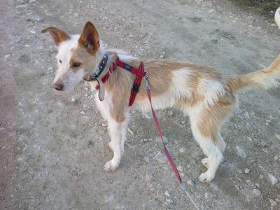 URGENTE ACOGIDA O ADOPCIÓN PARA ESTE JOVEN PODENQUITO. (JAÉN)