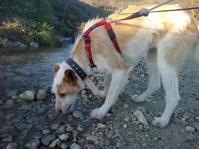 URGENTE ACOGIDA O ADOPCIÓN PARA ESTE JOVEN PODENQUITO. (JAÉN)