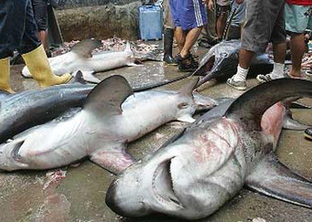 Tiburones en peligro