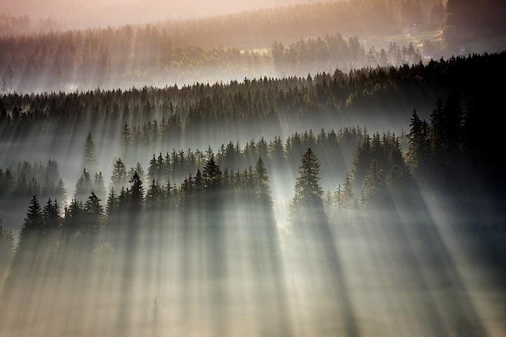 preciosos fotos de bosques y niebla