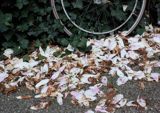 Amsterdam, flores y bicicletas