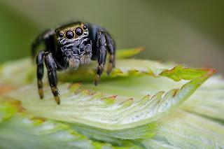 Para ampliar Evarcha arcuata (Clerck, 1757) Araña saltadora hacer clic