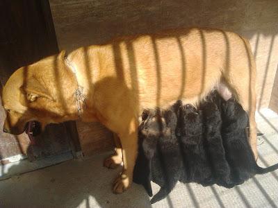 CHISPA, tiene 9 cachorritos NECESITAN CON URGENCIA UN HOGAR!!!! CENTRO protecc. ORIHUELA‏