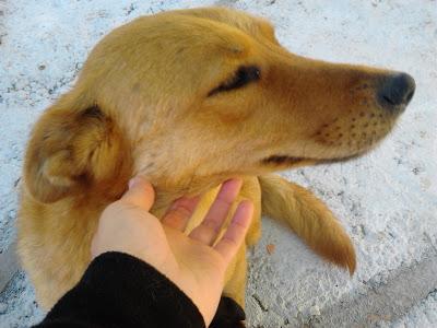 CHISPA, tiene 9 cachorritos NECESITAN CON URGENCIA UN HOGAR!!!! CENTRO protecc. ORIHUELA‏