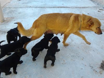 CHISPA, tiene 9 cachorritos NECESITAN CON URGENCIA UN HOGAR!!!! CENTRO protecc. ORIHUELA‏