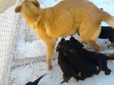 CHISPA, tiene 9 cachorritos NECESITAN CON URGENCIA UN HOGAR!!!! CENTRO protecc. ORIHUELA‏