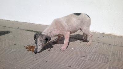 SIGUE IGUAL!! Perra con sarna y preñada, necesita acogida esta en la calle, en Huelva