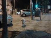 Peludita blanca ultimas, calle herida. (sevilla)