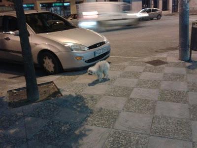 PELUDITA BLANCA EN LAS ULTIMAS, EN LA CALLE Y HERIDA. (SEVILLA)