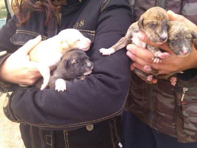 Arí, galgal recién parida, con cuantro cachorros en la perrera. Hellín (Albacete)