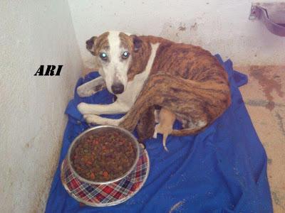 Arí, galgal recién parida, con cuantro cachorros en la perrera. Hellín (Albacete)