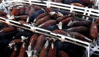 ¨SE VEGETARIANO¨  ENTREVISTA AL CREADOR DEL VÍDEO QUE BUSCA LLAMAR LA ATENCIÓN DEL MUNDO