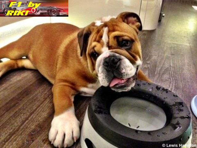 ROSCOE, EL NUEVO PERRO DE LEWIS TENDRA SU PASE AL PADDOCK