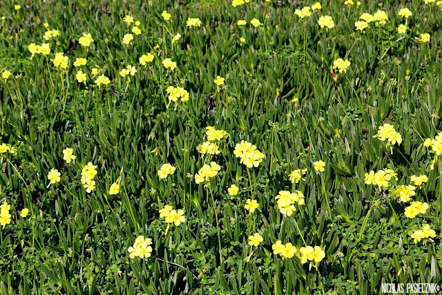 Cabo da Roca: donde el mar le pone fin a Europa