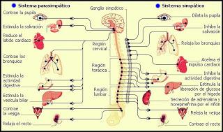 Que no cunda el estrés