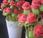 Unas rosas... ¡comestibles!