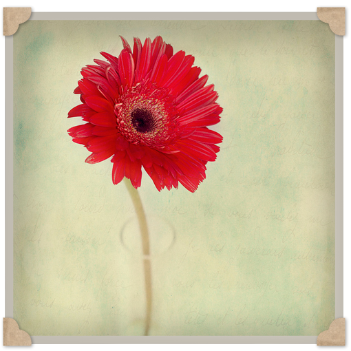 Vintage Dream Febrero