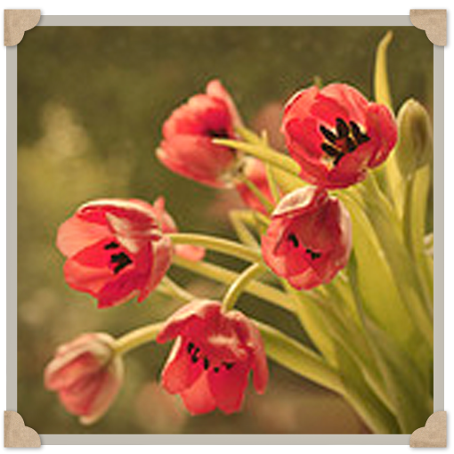 Vintage Dream Febrero