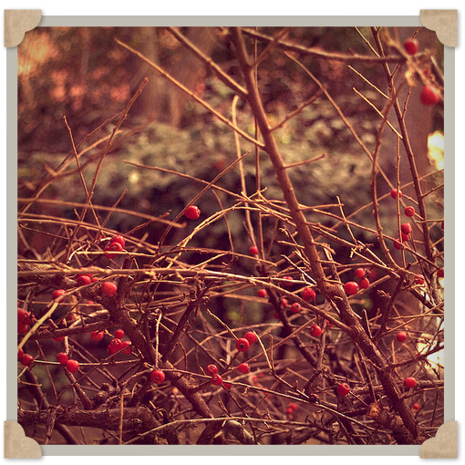 Vintage Dream Febrero