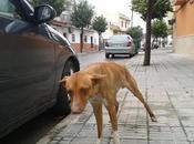 SIGUE CALLE!! URGENTE ACOGIDA ADOPCIÓN, Podenco calle, otra víctima cazadores. (Sevilla)