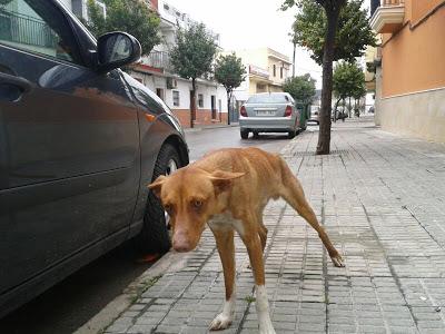 SIGUE EN LA CALLE!! URGENTE ACOGIDA O ADOPCIÓN, Podenco en la calle, otra víctima de los cazadores. (Sevilla)