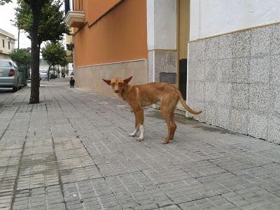 SIGUE EN LA CALLE!! URGENTE ACOGIDA O ADOPCIÓN, Podenco en la calle, otra víctima de los cazadores. (Sevilla)