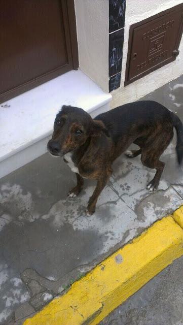 AYUDA!! EN LA CALLE CRUCE DE GALGA. (SEVILLA)