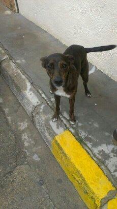 AYUDA!! EN LA CALLE CRUCE DE GALGA. (SEVILLA)