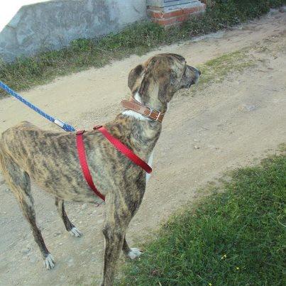 Foto: Sultán, estaba abandonado en la zona donde encontramos a la pequeña Bianka.. Todavia no estaba demasiado desconfiado de las personas y no nos costo mucho trabajo cogerle.. Tiene un caracter maravilloso, un poquito asustadizo pero es cariñosito.. Tendra sobre unos dos añitos y necesita con urgencia una familia porque solo esta en acogida.. Si alguien puede ayudarle por favor que me escriba.. irina.animalessinhogar@gmail.com