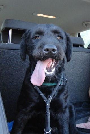 JACKO, MUY MUY SOCIABLE, EN ADOPCIÓN‏.