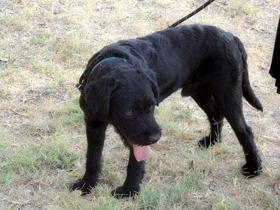 JACKO, MUY MUY SOCIABLE, EN ADOPCIÓN‏.