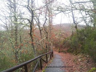 223.- Un finde por Asturias: Gijón y Muniellos (II)