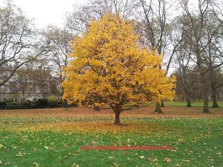 218.- Londres en 3 días (I)