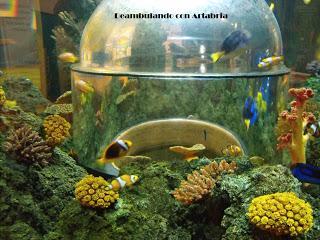 207.- Oporto con niños: Sea Life y Zoo Santo Inácio