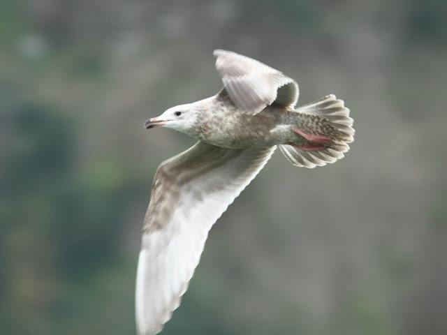 GULLS IN ONDARROA-Larus smithsonianus