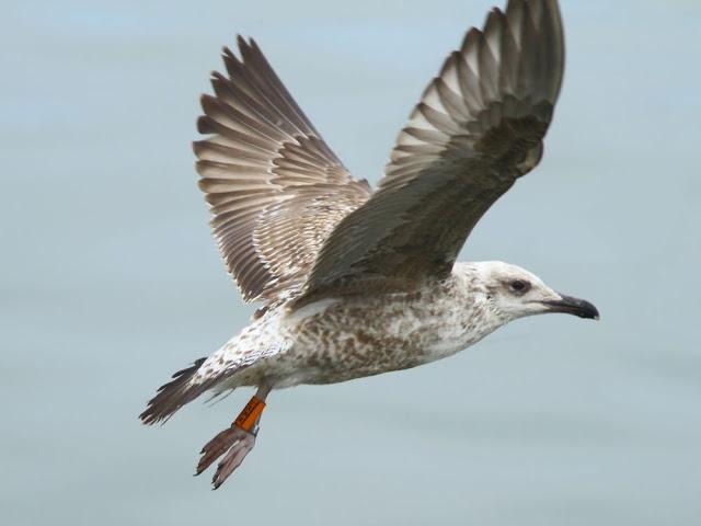 GULLS IN ONDARROA-Larus smithsonianus