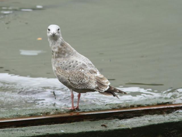 GULLS IN ONDARROA-Larus smithsonianus