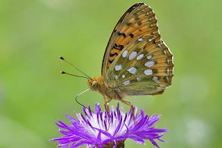 Para ampliar Argynnis aglaja (Linnaeus, 1758) Lunares de plata hacer clic