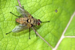 Para ampliar Dexia rustica (Fabricius, 1775) hacer clic